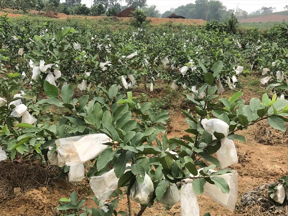 Biến "Vùng Đất Chết" Thành Vườn Ổi Trù Phú: Hành Trình Của Anh Nguyễn Ngọc Bình 11 Biến "Vùng Đất Chết" Thành Vườn Ổi Trù Phú: Hành Trình Của Anh Nguyễn Ngọc Bình