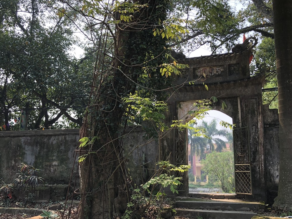 Cây sưa quý có nhiều dây leo bên cạnh cổng phụ Tam quan chùa thôn Phụ Chính. Ảnh: Thành Trung