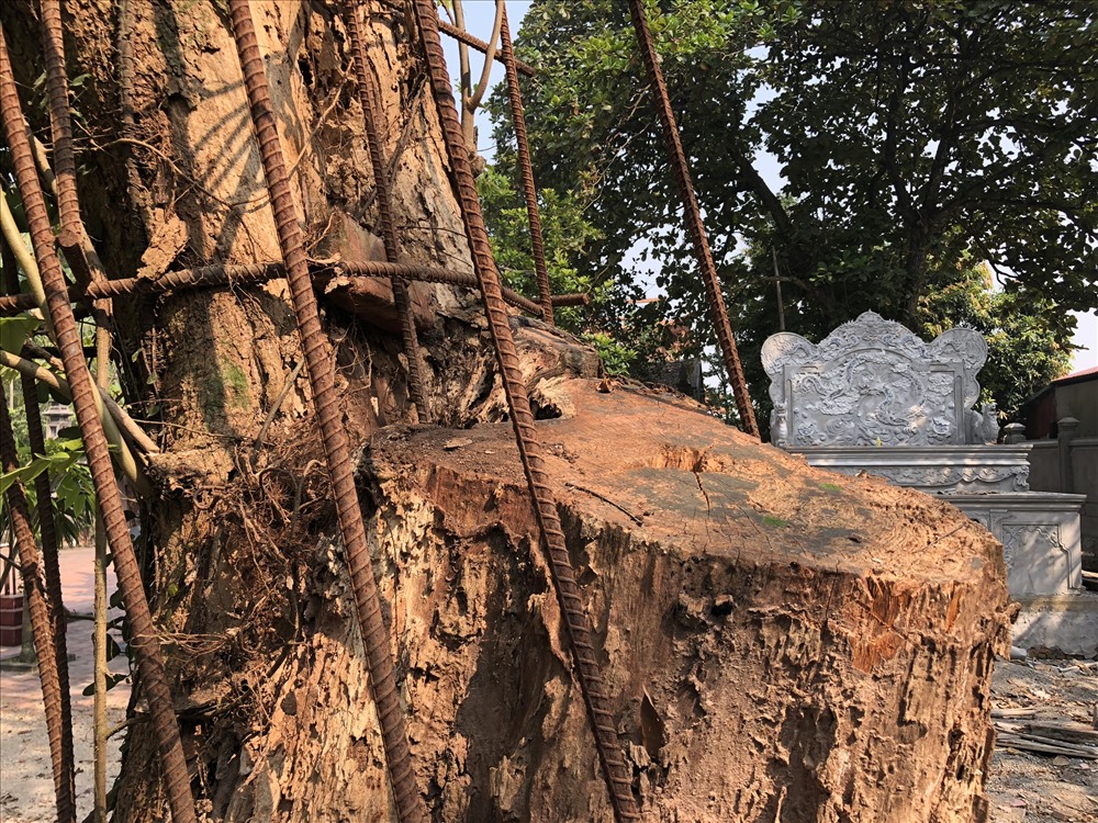 Cây sưa này từng có 2 nhánh lớn, nhưng một nhánh cây đã bị kẻ gian cưa trộm trong một đêm mưa bão cuối năm 2013. Ảnh: Thành Trung
