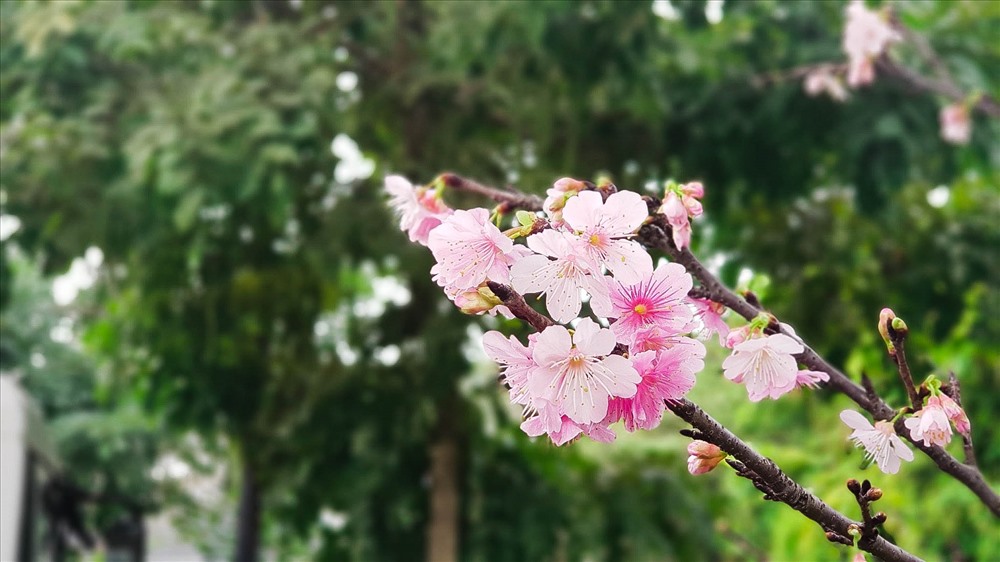 Hoa anh đào có màu hồng thắm, là loài hoa biểu tượng của đất nước Nhật Bản. Tại Nhật mùa hoa anh đào nở thường bắt đầu từ cuối tháng 1 cho tới đầu tháng 5. Đây cũng là thời điểm mà người dân trên khắp nước Nhật tổ chức lễ hội mừng hoa.