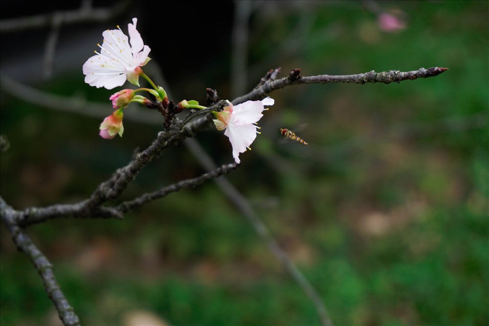 Các cây hoa anh đào được đưa sang Việt Nam phát triển khá tốt, tuy nhiên hoa không sai được như ở Nhật Bản vì có sự khác biệt khí hậu.