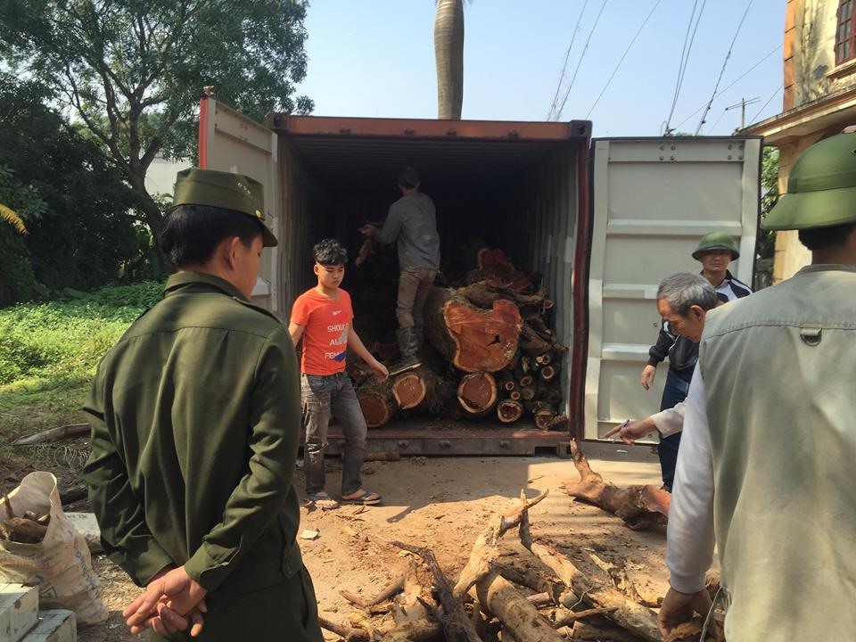 Phần gỗ của cây sưa trăm tỉ được đưa vào thùng container để bảo vệ, chờ sau Tết bán đấu giá.