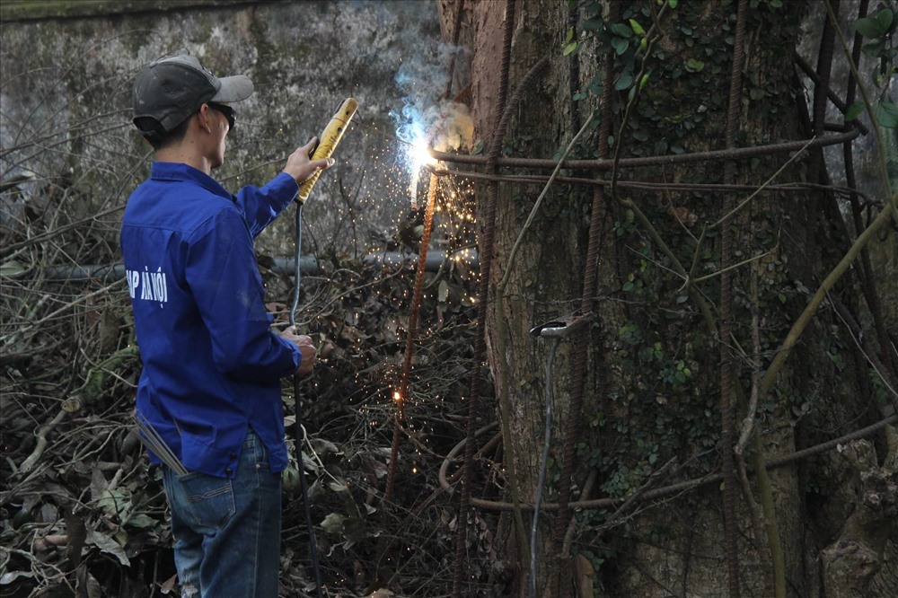 Thợ chặt cây phải cắt bỏ lưới thép xung quanh thân cây trước khi chặt hạ.