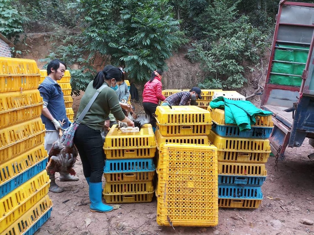 Gà đang bắt đầu được xuất ra thị trường.