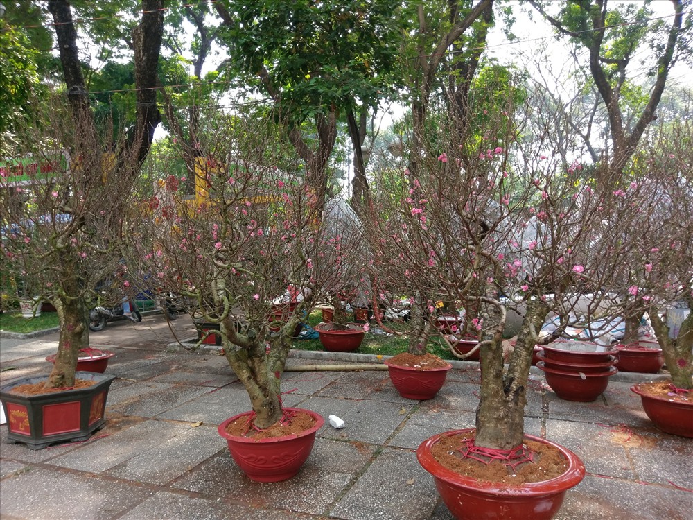 Tại công viên 23/9, hàng nghìn cây đào lớn nhỏ từ các tỉnh miền Bắc được vận chuyển vào Sài Gòn trưng bán trong hai ngày qua.