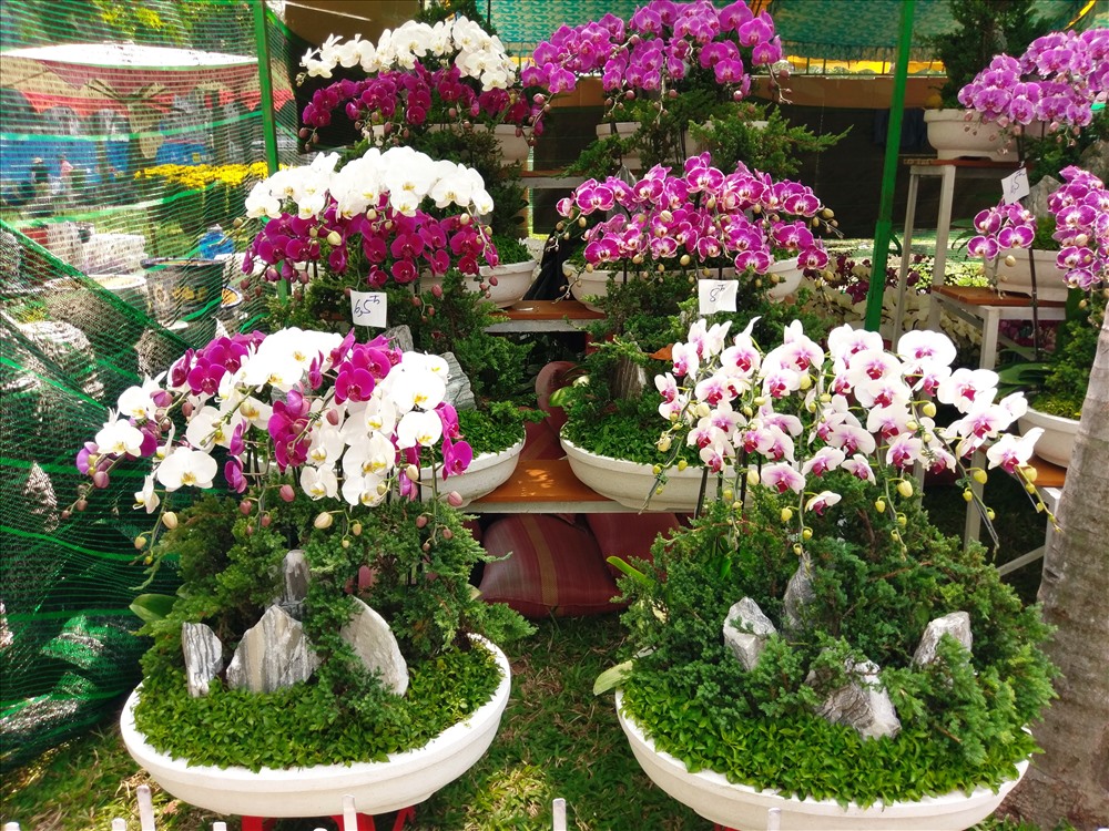 Hoa lan chưng Tết được bán với giá từ 5 - 10 triệu đống /chậu.