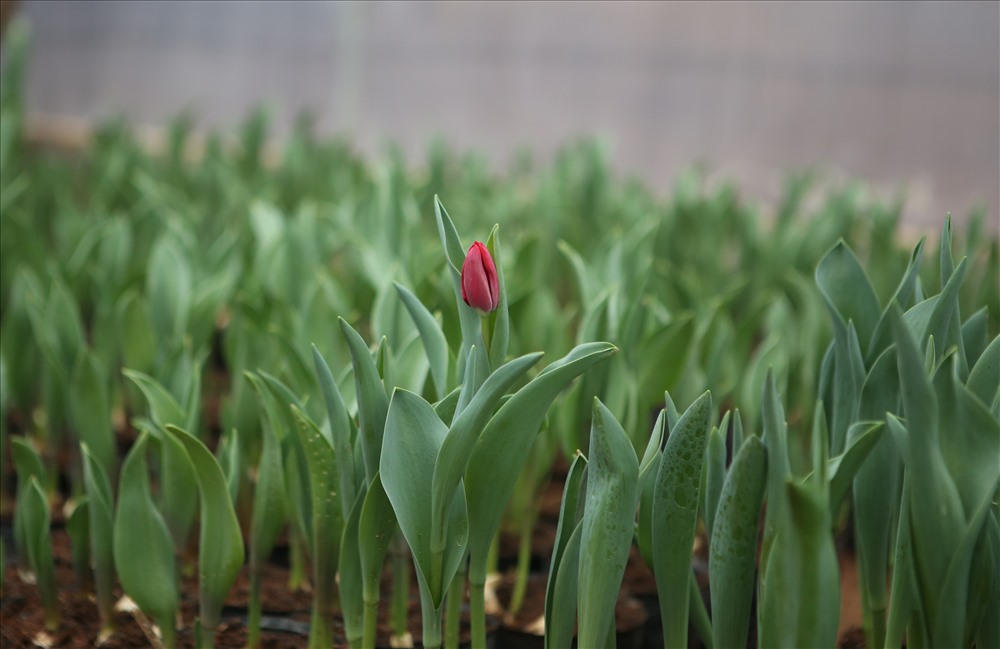 Hoa tulip được khảo nghiệm rất nhiều loại. Vì trồng trong nhà kính, nên cán bộ của trung tâm có thể điều khiển được thời điểm nở hoa. Hiện, 7.000 gốc hoa được trồng cũng đã được thương lái mua sạch với giá 7.000 đồng/cây. Ảnh: Hưng Thơ.