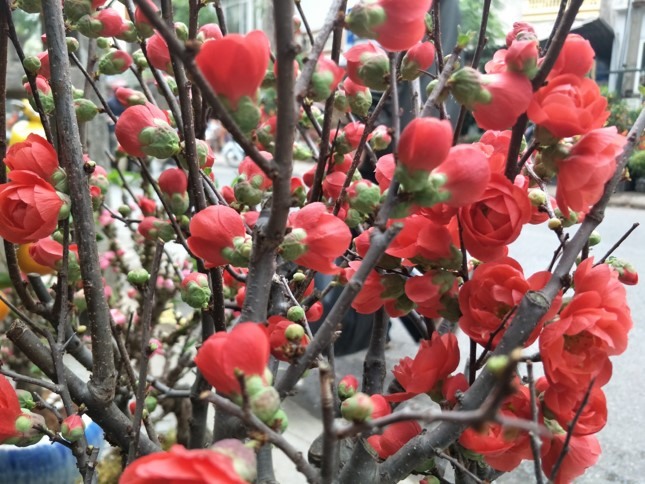 Mai đỏ tạo thể bonsai lạ mắt được nhiều người thích thú. Ảnh: Tào Đạt