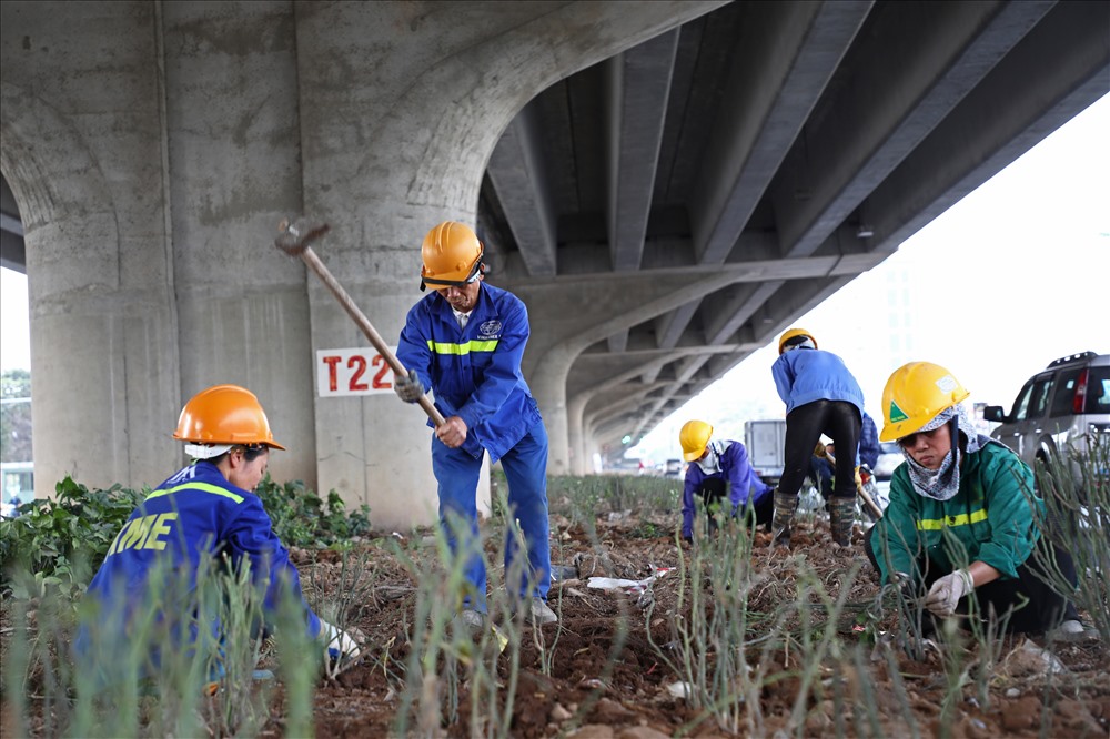 Công nhân đang gấp rút tiến hành trồng cây dưới gầm cầu cạn vành đai 3, dự kiến sẽ hoàn thành sau tết Nguyên đán.