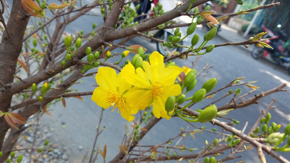 Hoa mai đã khoe sắc vàng tại bến Bình Đông