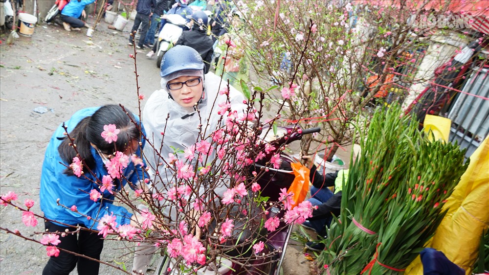 Những cành đào to đẹp, nhiều nụ và hoa được người dân mua về chưng trong nhà vào 3 ngày Tết.