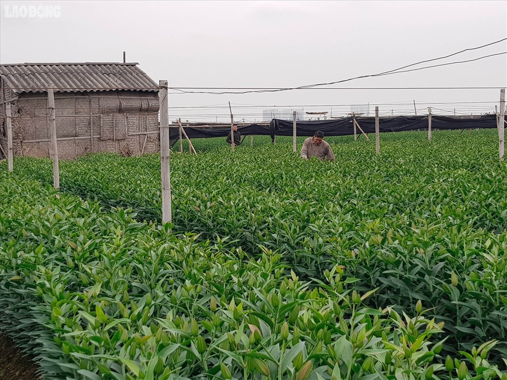 Việc người dân làng hoa Tây Tựu tập trung thuê thêm đất để trồng trên địa bàn xã Hạ Mỗ không chỉ làm tăng thêm hiệu quả kinh tế mà còn đáp ứng đủ nhu cầu cung cấp cho cả những địa phương lân cận Hà Nội. Và từ đó đã xuất hiện thêm một làng hoa Tây Tựu khác tại Hà Nội. 