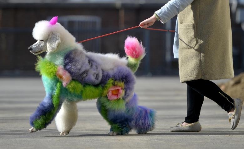 Chú chó được chủ nhân nhuộm màu sặc sỡ cho bộ lông của mình. Chú cùng người người chủ của minh đi dạo trên phố (Thẩm Dương, Liêu Ninh, Trung Quốc). Ảnh: Reuters.