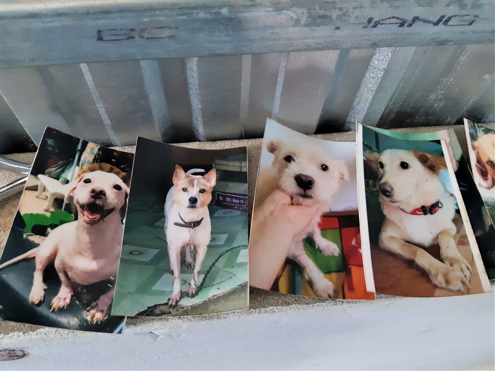 Những tấm hình những chú chó, mèo đã và đang được nuôi được hai vợ chồng trẻ chụp và lưu giữ một cách cẩn thận. Ảnh: Bảo Trung