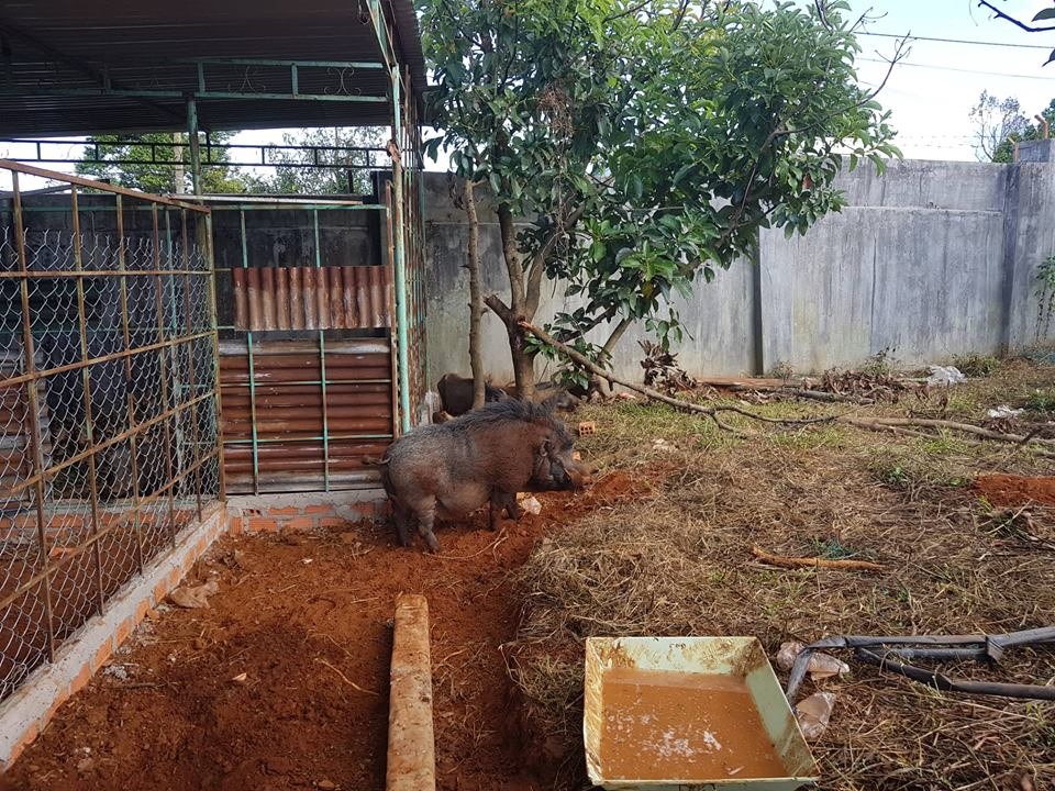 Heo rừng đực của nhà hàng