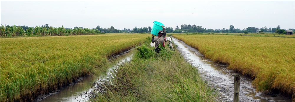 Sau khi thu hoạch tôm càng, cây lúa cùng vừa chín tới, người dân rút nước cho khô sau đó thu hoạch lúa. (ảnh Nhật Hồ)