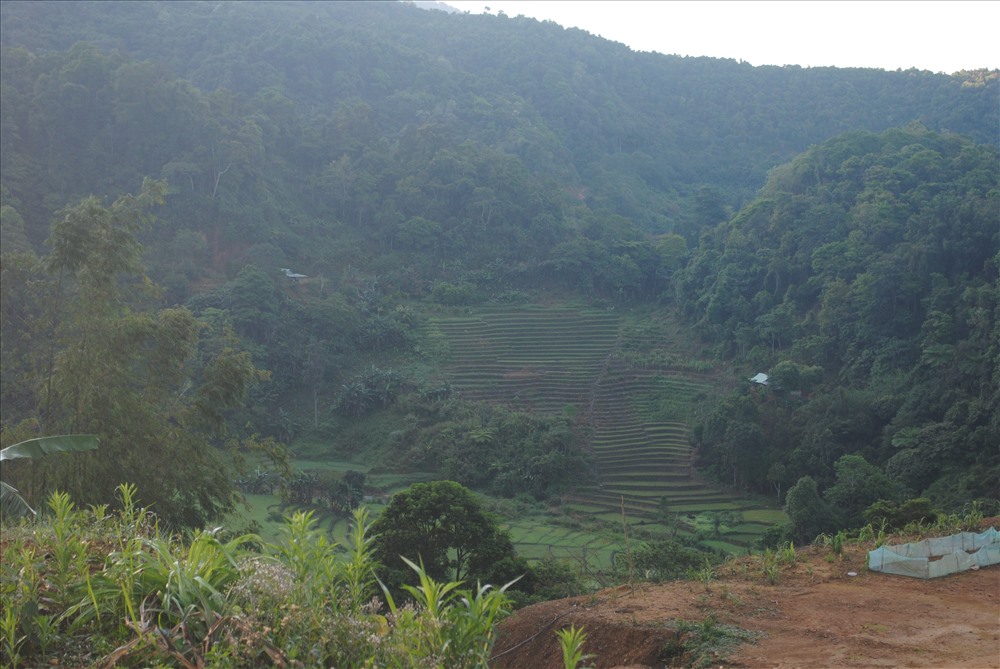 Ruộng bậc thang nơi sát biên giới Việt - Lào ở Tây Giang. Ảnh: Y.T