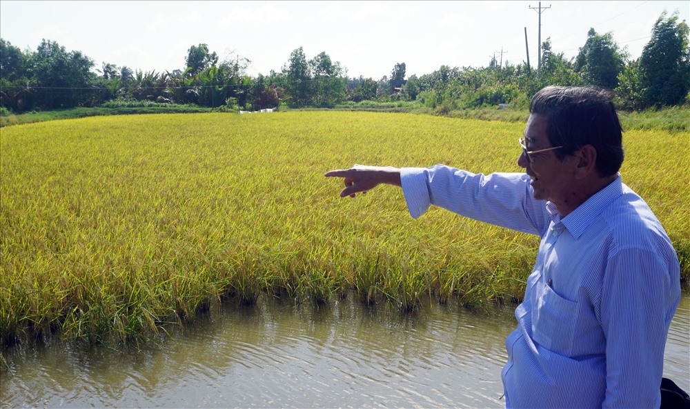 Anh hùng Lao động Hồ Quang Cua cho rằng ĐBSCL có nhiều khả năng phát triển diện tích lúa hữu cơ. Tuy nhiên cần vốn đầu tư lớn và thay đổi tập quán sản xuất chuyển từ sản lượng sang chất lượng và lợi nhuận (ảnh Nhật Hồ)