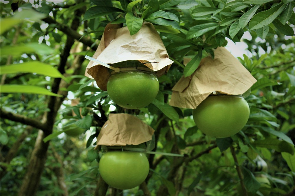 Tiếp sau đó là giai đoạn tạo hình.