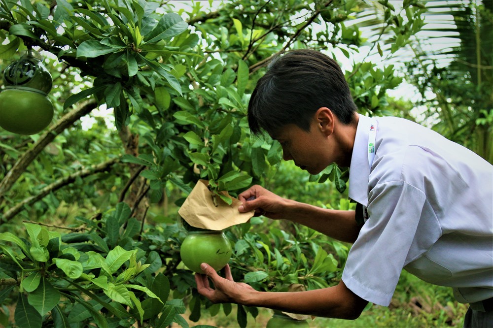 Ông Trần Hồng Đức - Phó Trưởng phòng Nông nghiệp huyện Châu Thành, cho biết: Quả đào tiên được tạo hình dạng trái hồ lô được bà con nông dân xã Phú Tân sáng tạo ra trong khoảng thời gian hơn 6 năm trở lại đây. Quả này chủ yếu được bán vào dịp...