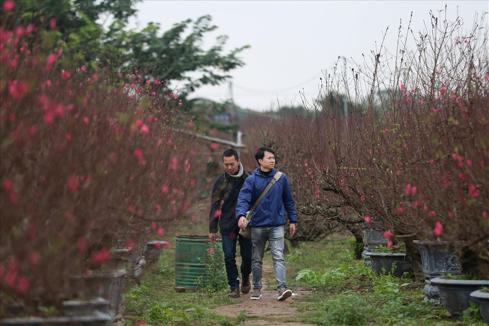 Chỉ còn hơn 1 tháng nữa là đến Tết Nguyên đán, các chủ vườn đào phường Nhật Tân, quận Tây Hồ (Hà Nội) đang tất bật với những gốc đào để chuẩn bị đưa ra thị trường phục vụ nhu cầu người dân chơi Tết.