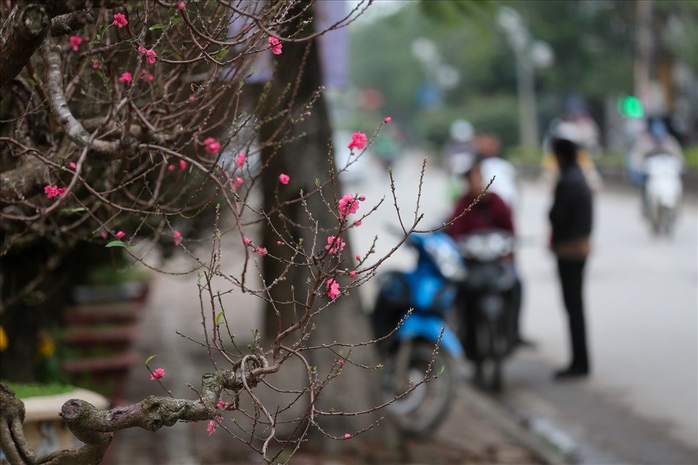 Đào đã bắt đầu khoe sắc trên các tuyến phố tại Hà Nội. Để đánh giá một cây đào cổ thụ đẹp, phải dựa vào nhiều yếu tố như độ tuổi của cây, cây càng có tuổi thọ cao càng giá trị. Ngoài ra còn phải nói đến thế cây, hoa, nụ nhiều và quan trọng là hoa phải nở đúng dịp Tết âm lịch.
