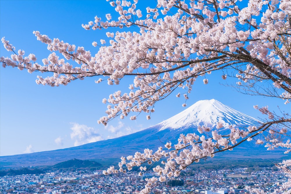 Tour thuê bao Fukushima đón xuân và thưởng ngoạn hoa anh đào dịp Tết của Vietravel sẽ giúp du khách tiết kiệm được 30% chi phí tour thông thường nếu đến với Nhật Bản vào dịp này. Ảnh: Soha