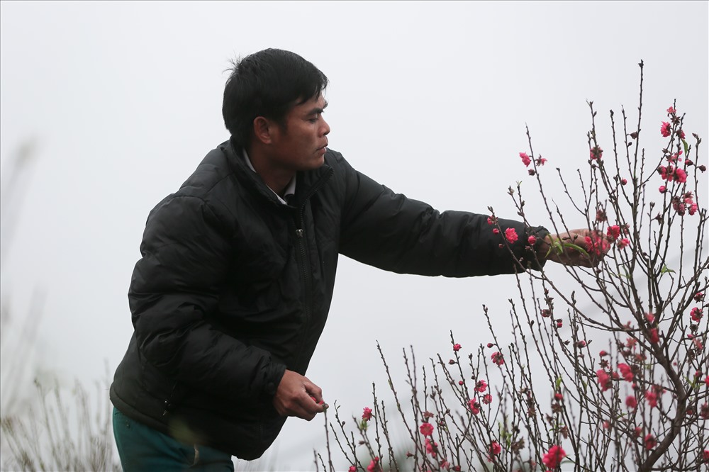 Hiện nay các hộ trồng đào tại Nhật Tân đã bắt đầu tuốt lá và áp dụng những kỹ thuật chăm sóc đặc biệt để đào nở đúng vào dịp Tết, song cũng không khỏi lo lắng khi thời tiết diễn biến bất thường.