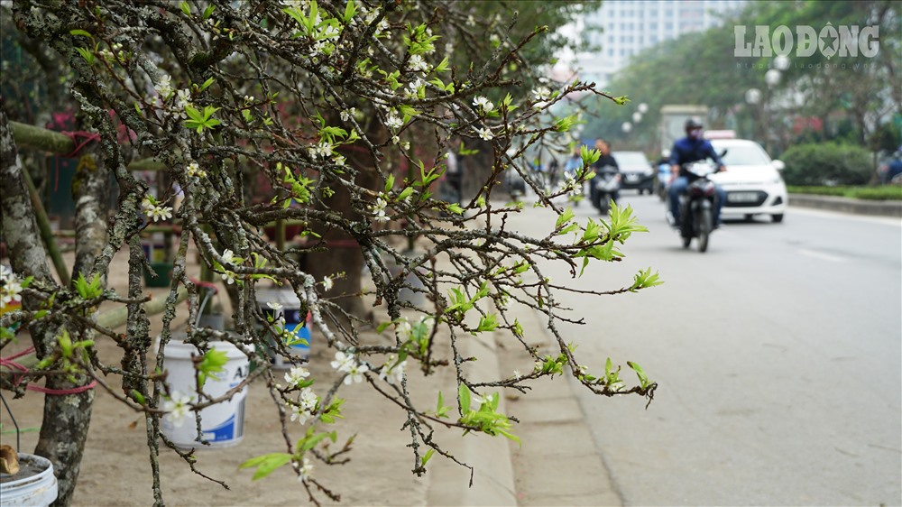 Theo quan niệm dân gian, hoa mơ tượng trưng cho một cuộc sống thuận hòa, đầm ấm trong gia đình.