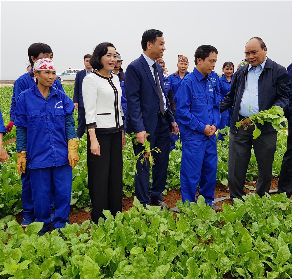 Thủ tướng Nguyễn Xuân Phúc và đoàn công tác tham quan mô hình sản xuất rau chất lượng cao của Cty Đồng Giao. Ảnh: NT