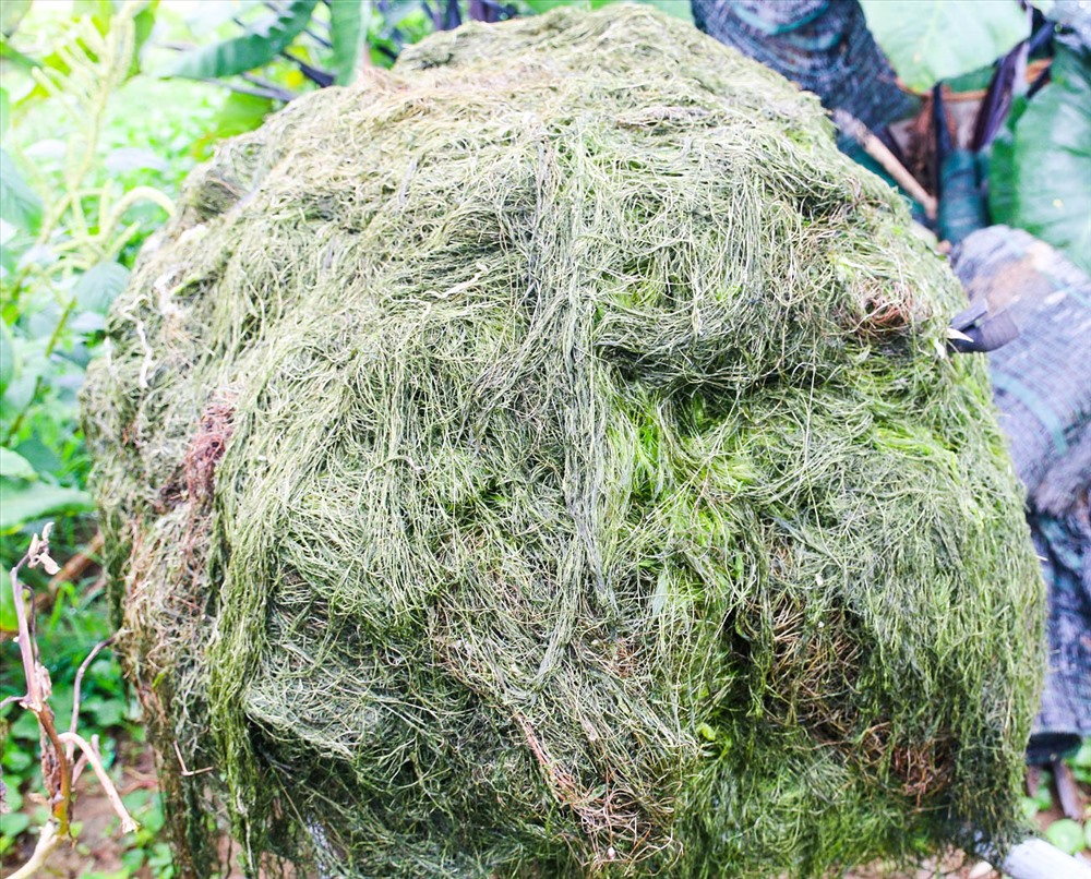 Cây rong vớt ở sông Đế Võng được dùng để làm phân bón cho các loại rau ở làng rau Trà Quế.