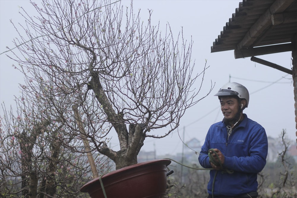 Sau Tết Nguyên đán, những gốc đào cổ thụ cho thuê nhanh chóng được “quy tụ” về các vườn đào tại Nhật Tân (Tây Hồ, Hà Nội).
