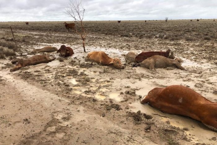 Người dân lo sợ rất có thể lượng gia súc chết sẽ còn tăng vì diện tích để các con vật có thể kiếm ăn đã bị thu hẹp đi rất nhiều sau đợt lũ. Ảnh:AFP
