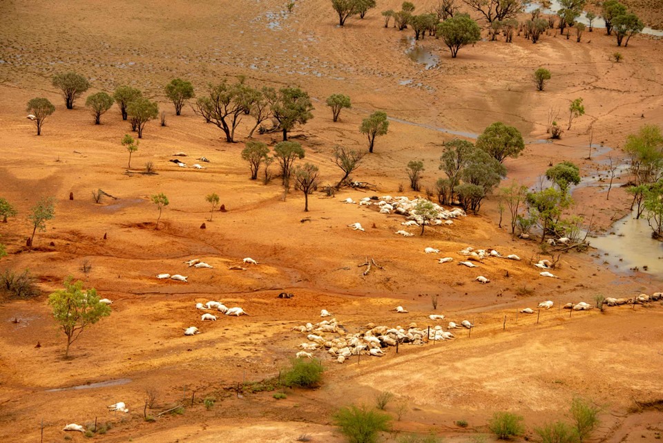 Đợt lũ lụt vừa rồi gây ra thiệt hại lên tới 300 triệu USD cho bang Queensland vì cái chết của hơn 300.000 con gia súc.  
