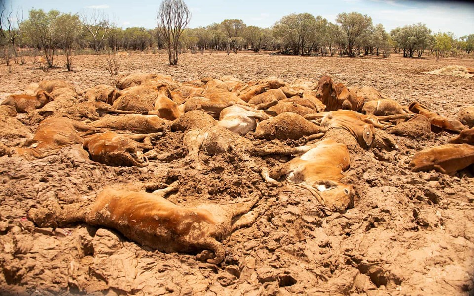 Ngập lụt cũng khiến những con gia súc không thể tìm kiếm thức ăn và rất nhiều con đã chết. Ảnh: Guardian 