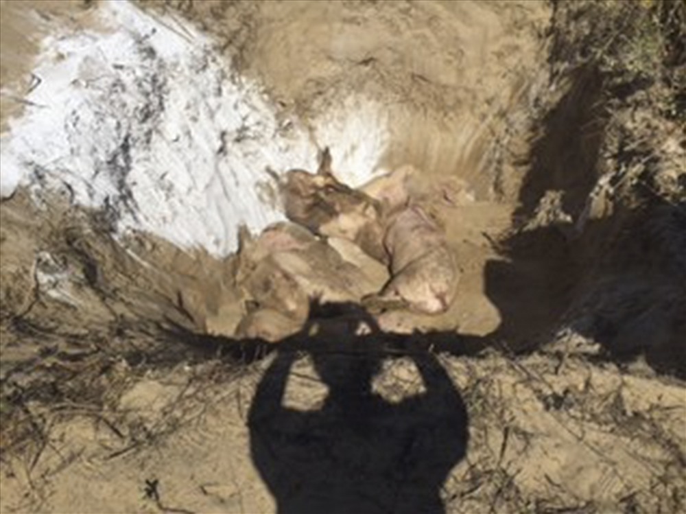 Chi cục Chăn nuôi và Thú y tỉnh Ninh Thuận đã phối hợp với chính quyền địa phương tiến hành tiêu hủy 15 con lợn tại Nghĩa trang thôn Phú Thọ. (Ảnh của Chi cục trưởng Chi cục Chăn nuôi và Thú y tỉnh Ninh Thuận)