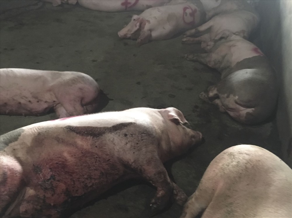 Những con lợn có dấu hiệu của triệu chứng lâm sàng của bệnh lở mồm long móng, như sùi bọt mép, chân bong móng, loét và lở vành kẽ móng. (Ảnh của Chi cục trưởng Chi cục Chăn nuôi và Thú y tỉnh Ninh Thuận)