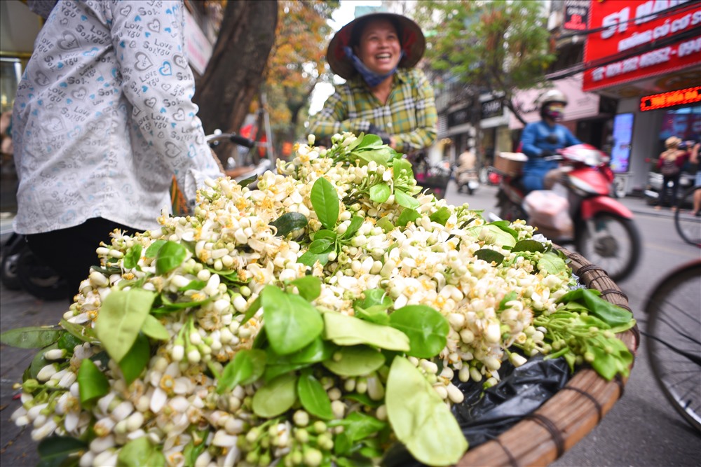 Không biết từ bao giờ mà người dân Hà Nội coi hoa bưởi như một trong những mùa hoa đặc biệt trong năm. Tháng 3 hoa bưởi, tháng 5  hoa bằng lăng, tháng 10 hoa sữa.