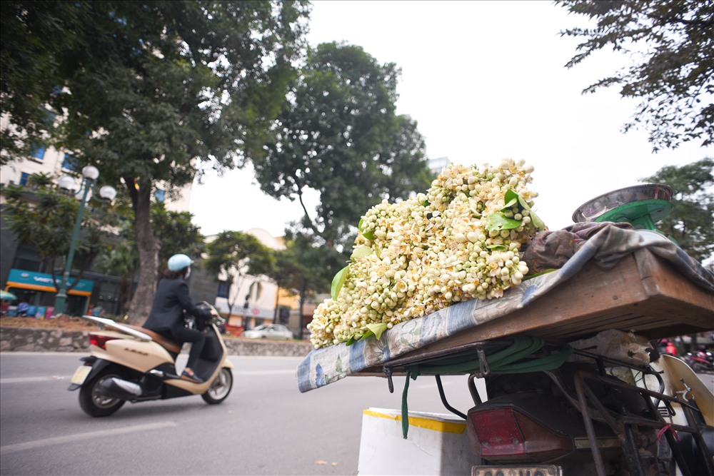 Với giá 200-250 nghìn đồng/ 1kg, hoa bưởi được người dân Thủ đô “ưa chuộng”. Mấy cô bán hàng lúc nào cũng hào phóng tặng thêm cành nhỏ hoặc một vài bông rời cho những khách hàng của mình.