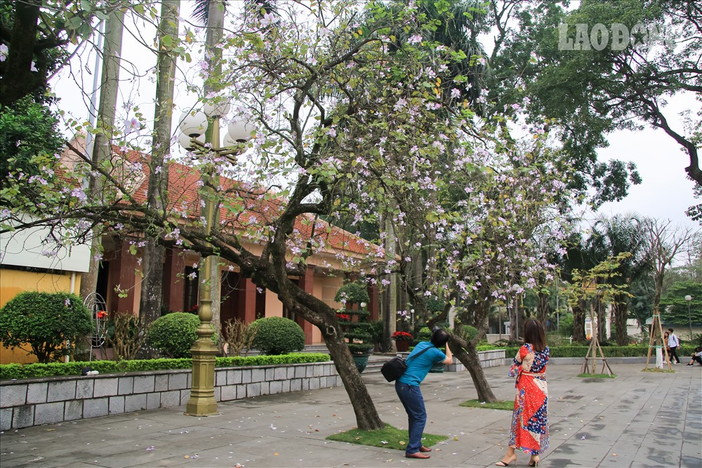 Anh Nguyễn Văn Tiến (Long Biên- Hà Nội) chia sẻ hàng năm vào mùa ban nở, anh luôn kín lịch chụp tại đường Hoàng Diệu. Các chị, các mẹ mặc áo dài thướt tha chụp cùng ban trắng hồng tạo nên khung cảnh thơ mộng.