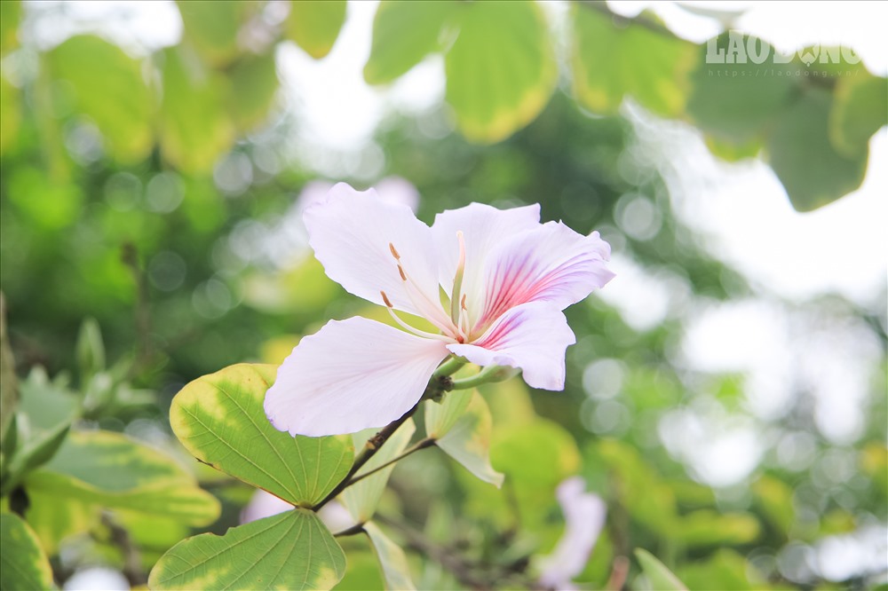 Hoa ban dễ thấy có 5 cánh, màu từ tím, hồng nhạt đến trắng, đường kính 8 –12 cm. Hoa ban nở rộ nhất và đẹp nhất là đầu tháng ba, đến đầu tháng tư thì hoa bắt đầu tàn. 