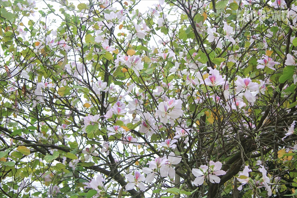 Hoa ban dễ thấy có 5 cánh, màu từ tím, hồng nhạt đến trắng, đường kính 8 –12 cm. Hoa ban nở rộ nhất và đẹp nhất là đầu tháng ba, đến đầu tháng tư thì hoa bắt đầu tàn. 