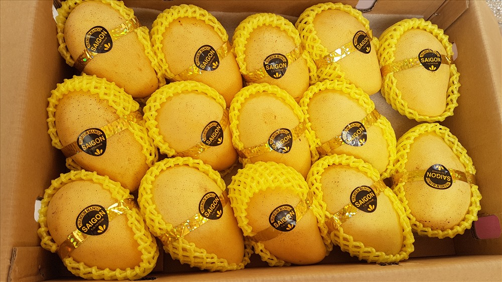 Hình ảnh hấp dẫn của quả xoài Việt Nam sẽ xuất khẩu sang Hoa Kỳ. Ảnh: Kh.V