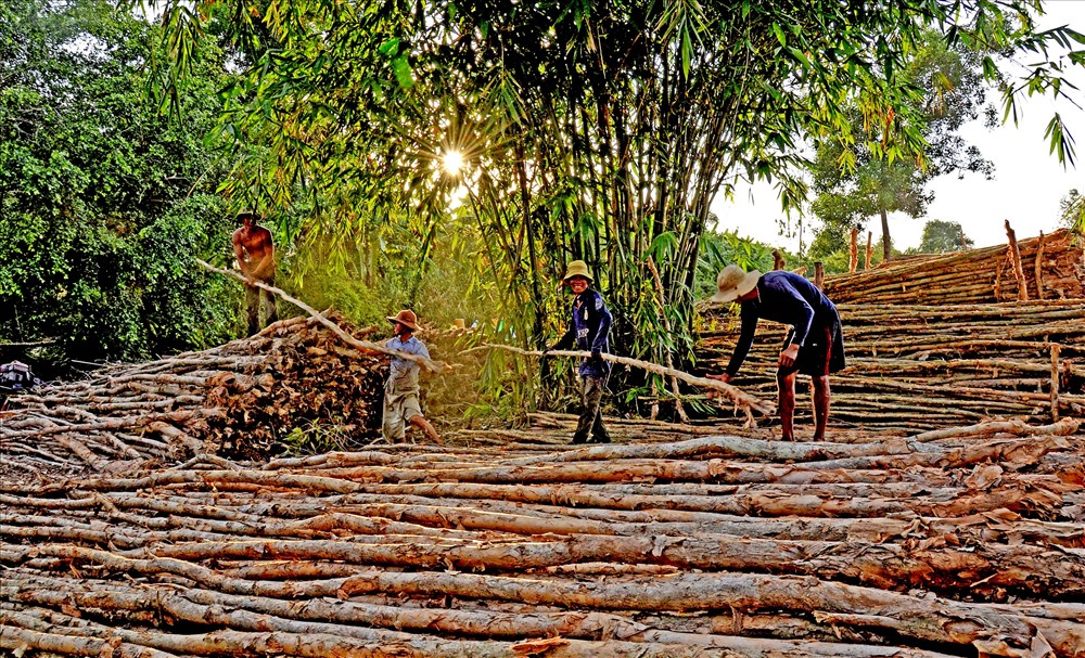 Người dân khai thác tràm trong rừng U Minh