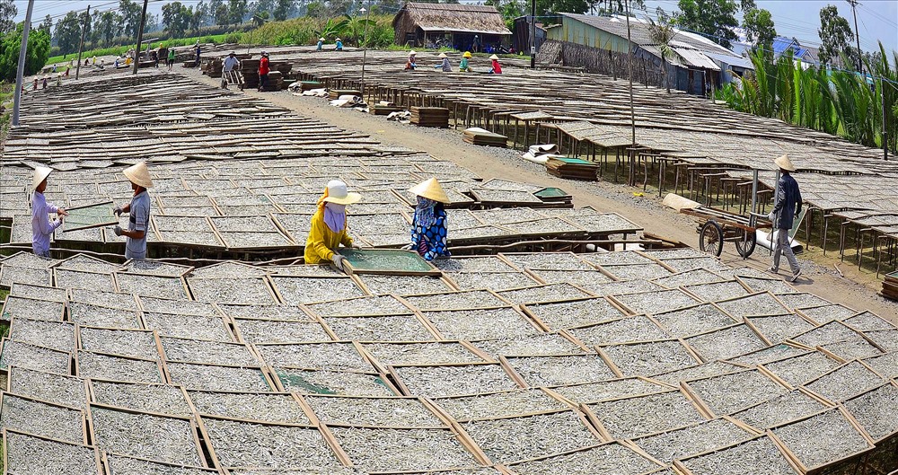 Người dân xứ biển Khánh Hội (huyện U Minh) với nghề làm khô cá cơm