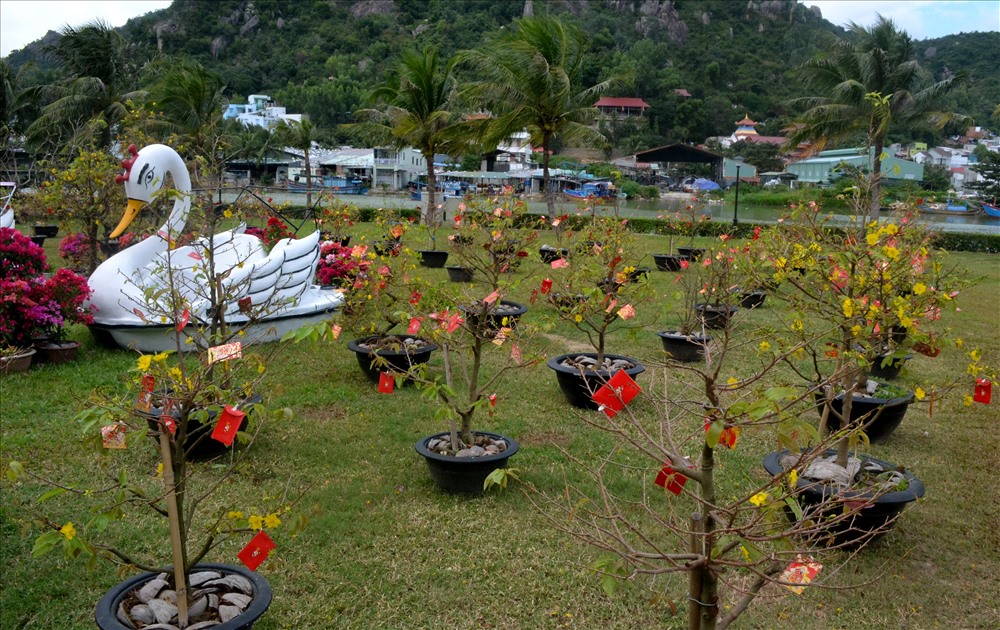 Ngoài ra, du khách đến đây còn được chiêm ngưỡng vườn mai với 200 gốc mai khoe sắc. Ảnh: Châu Tường