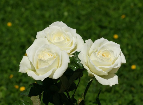 Hoa hồng trắng.
