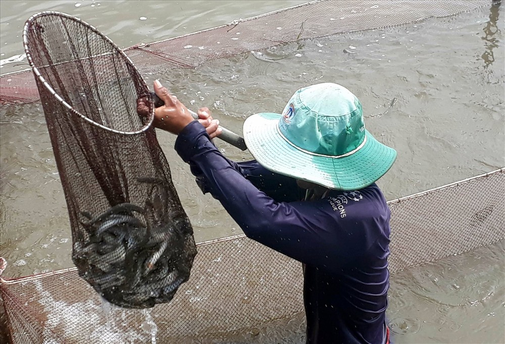 Nuôi cá kèo bán Tết, lãi nửa tỉ/ha do giá cá tăng mạnh. ảnh Nhật Hồ