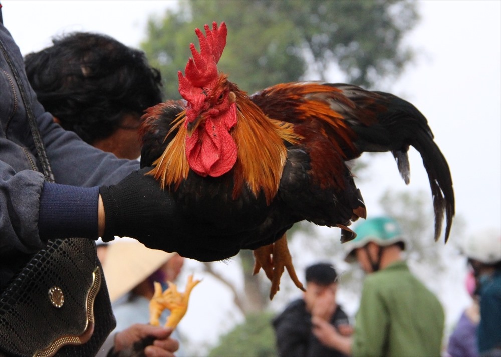 Người dân chọn mua gà trống về thịt thắp hương ngày 30 và mùng 1 Tết.