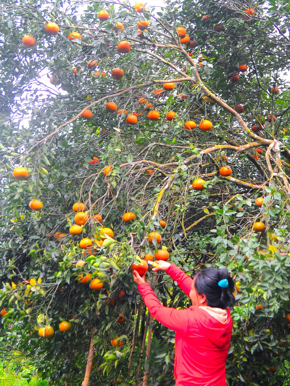 Được mùa, được giá, chủ trang trại cam bù ở Hương Sơn “vui như Tết”